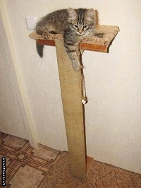 Как приучить кошку к когтеточке
