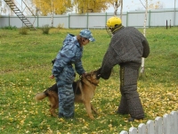 Кто такие кинологи
