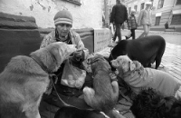 Частные приюты для собак
