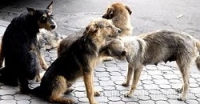 Приюта для бездомных собак так и нет
