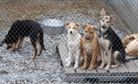 Приют для бездомных собак ищет уединённый хутор
