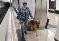 Метро будут охранять кинологи с собаками