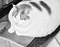 Умер самый жирный кот