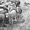 Происхождение пастушьих собак