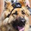 Британских полицейских собак снабдили видеокамерами