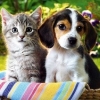 А вы любитель кошек или собак?