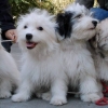 Новая порода собак от украинских кинологов