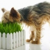 Свежая трава собаке необходима круглый год