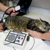 Важность современного ветеринарного оборудования