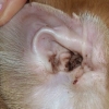 Как лечить от ушного клеща