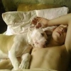 Собаки тоже любят спать на одеяле