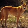 Одичавшая австралийская собака динго