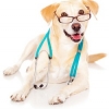 Новая профессия собаки - врач
