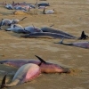 В Крыму на пляже нашли дельфинов