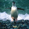В Новой Зеландии на пляже найден пингвин