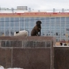 Приют для бездомных животных в Якутске