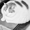 Умер самый жирный кот
